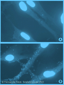 Zellkultur mit Mycoplasmen-Kontamination